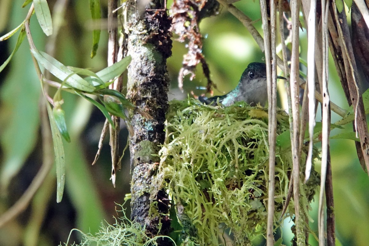 Black-bellied Hummingbird - Nic Korte