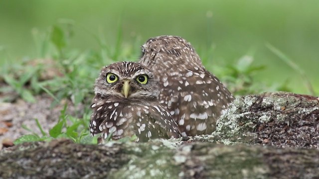 Burrowing Owl (Florida) - ML366588091