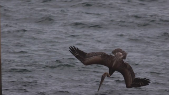 Brown Pelican (Atlantic) - ML366588811