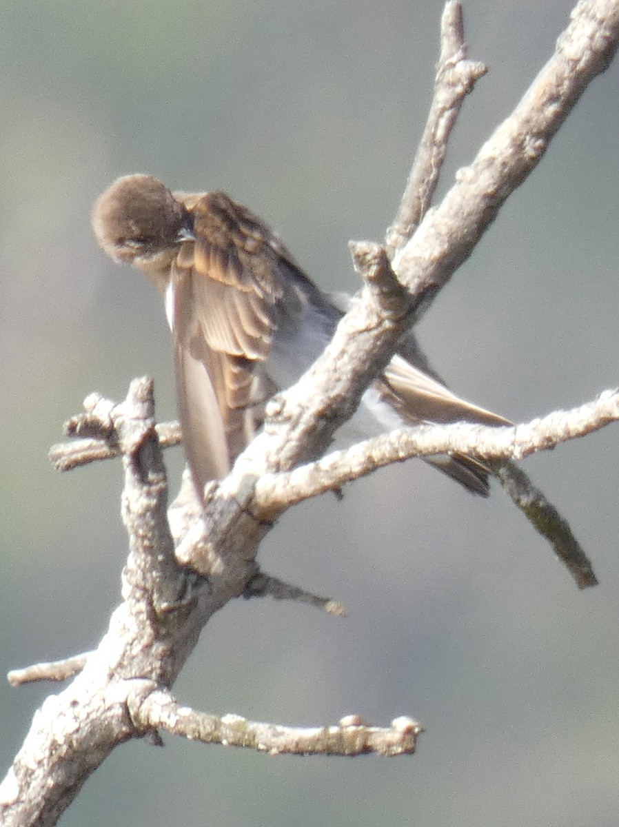 Northern Rough-winged Swallow - ML366589951