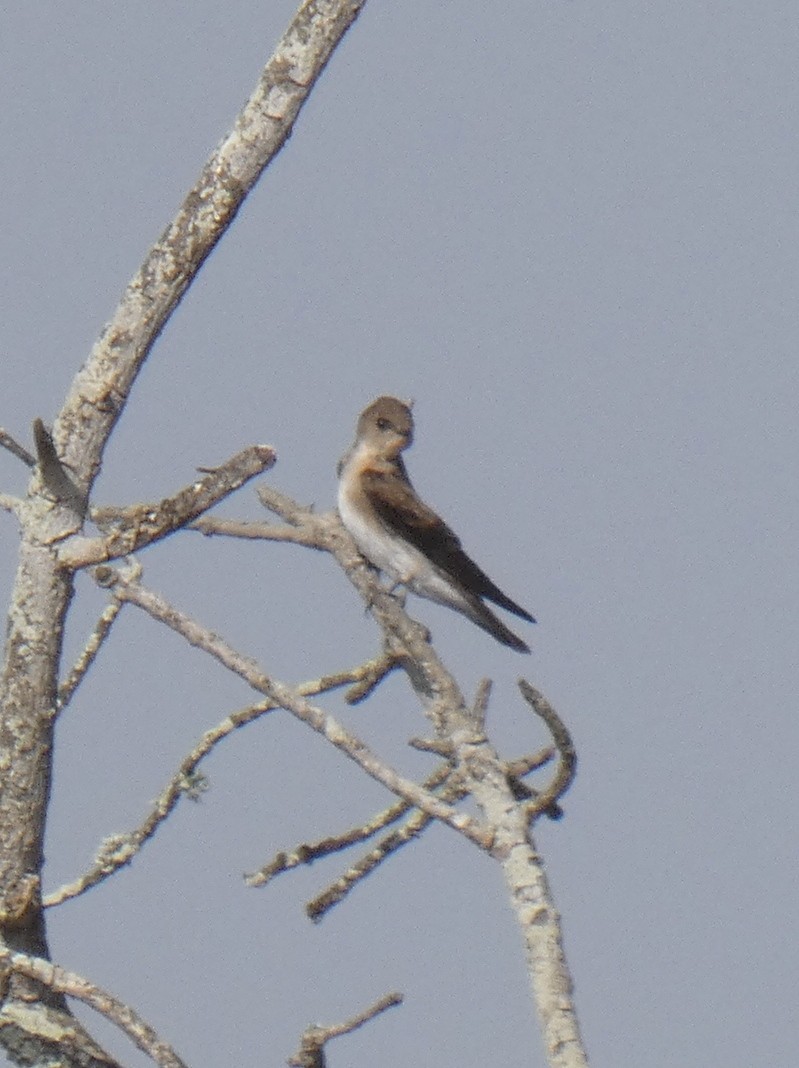 Northern Rough-winged Swallow - ML366590031