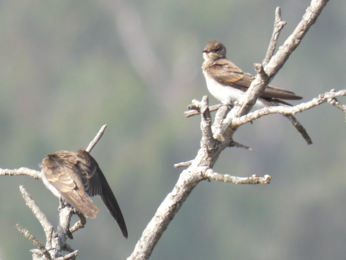 Northern Rough-winged Swallow - ML366590321