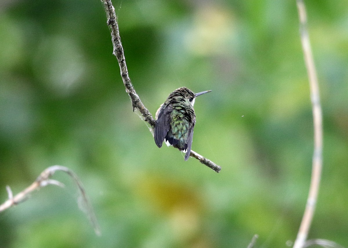 Ruby-throated Hummingbird - Bruce Arnold