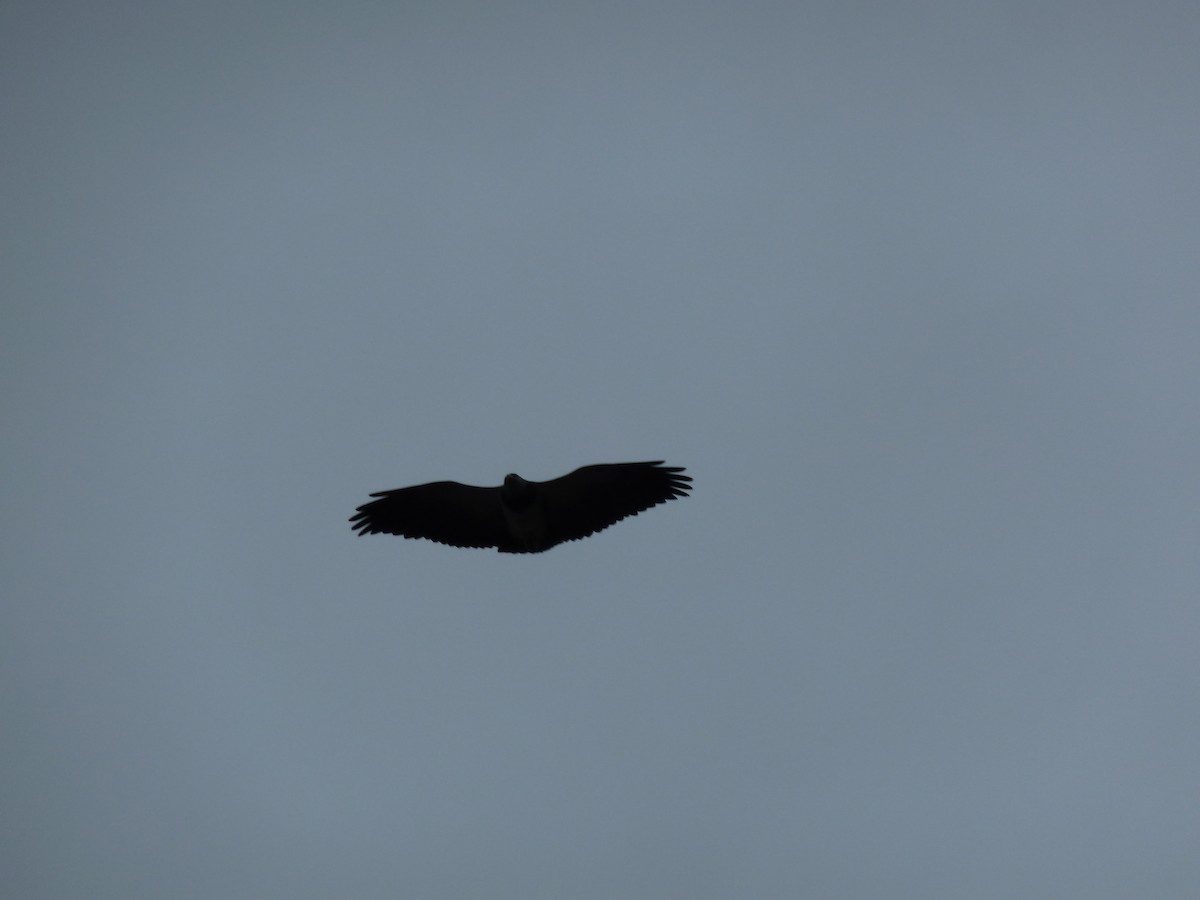 Black-chested Buzzard-Eagle - ML36659901