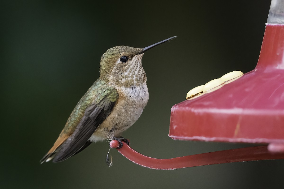 Rufous Hummingbird - Derek Lecy