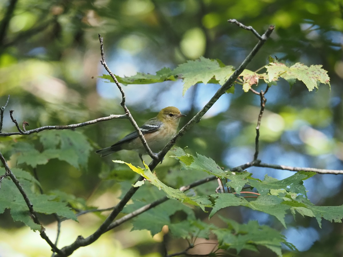 Bay-breasted Warbler - ML366610891
