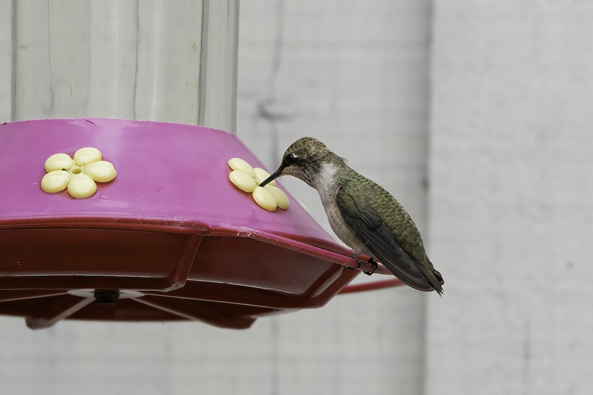 Black-chinned Hummingbird - ML366611141