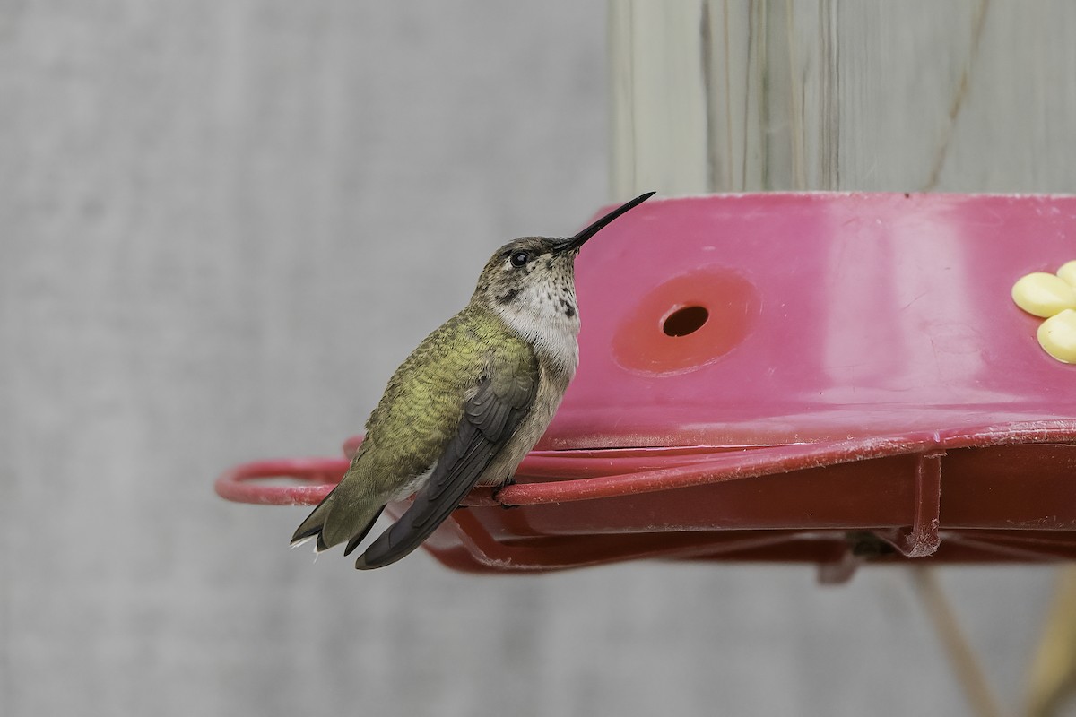 Black-chinned Hummingbird - ML366611191
