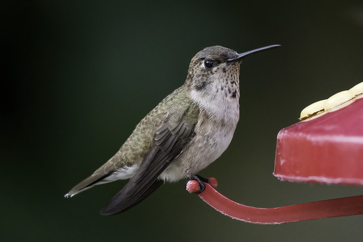 Black-chinned Hummingbird - ML366611211