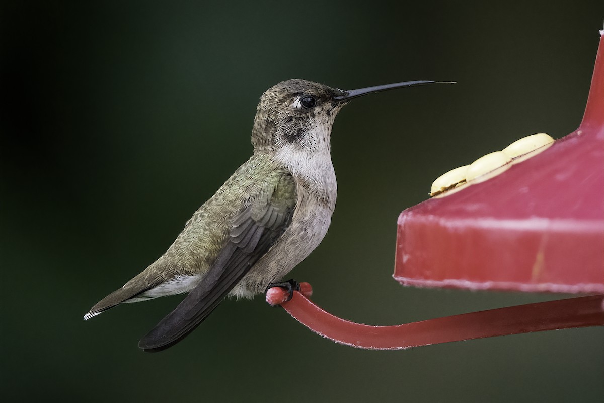 Black-chinned Hummingbird - ML366611481