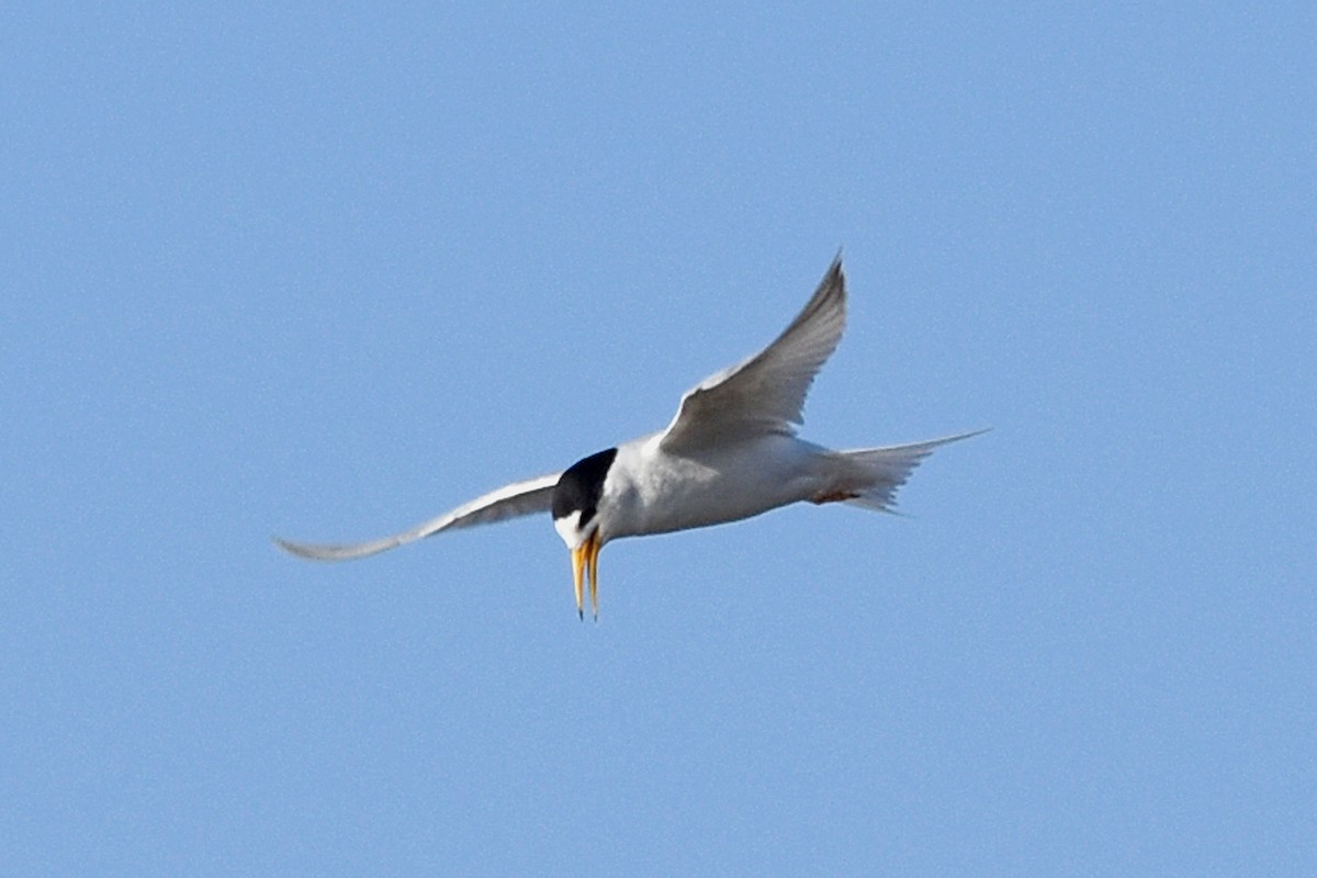 Australian Fairy Tern - ML36661651