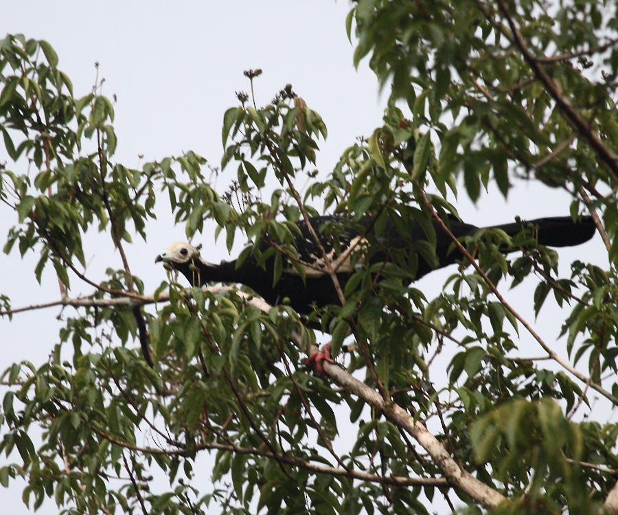 Blue-throated Piping-Guan - Tom Murray