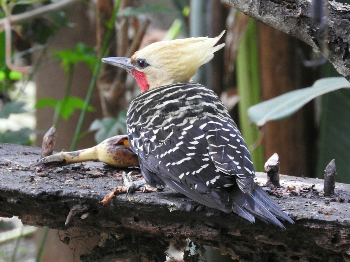 Blond-crested Woodpecker - Enrique Chiurla