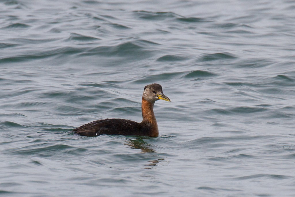 Red-necked Grebe - Ric Else