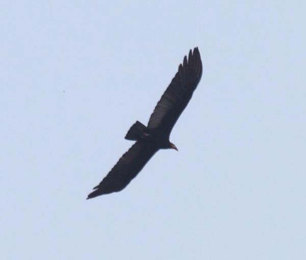 Greater Yellow-headed Vulture - Tom Murray