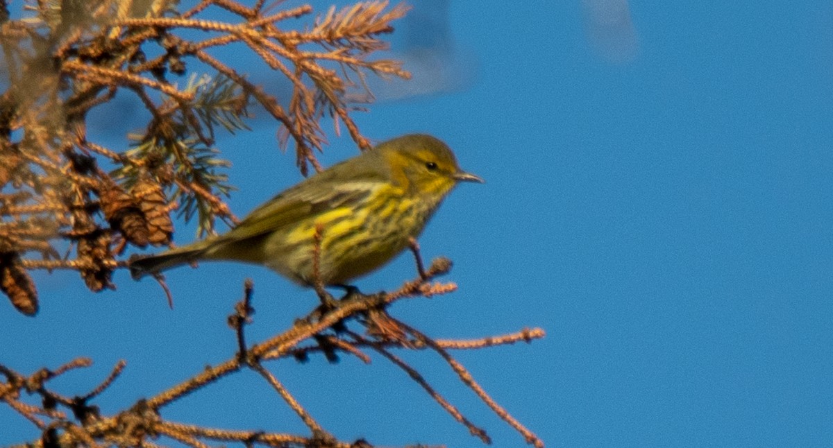 Cape May Warbler - ML366630451