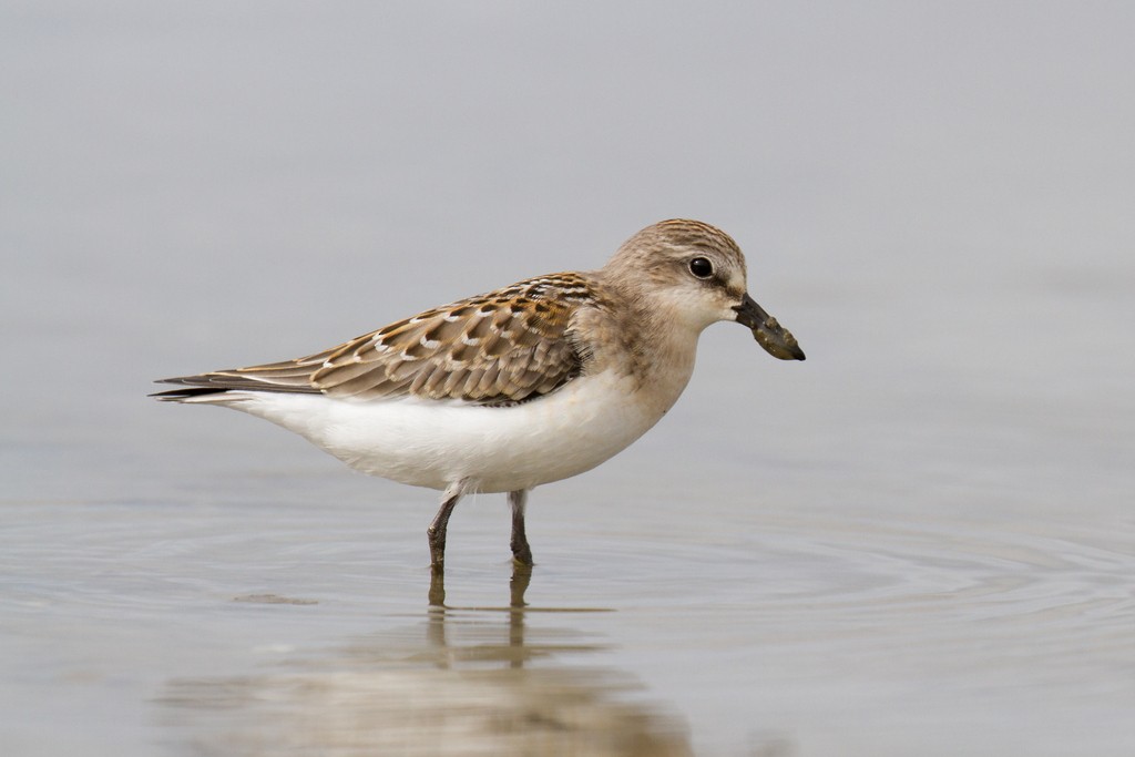 Red-necked Stint - Ric Else