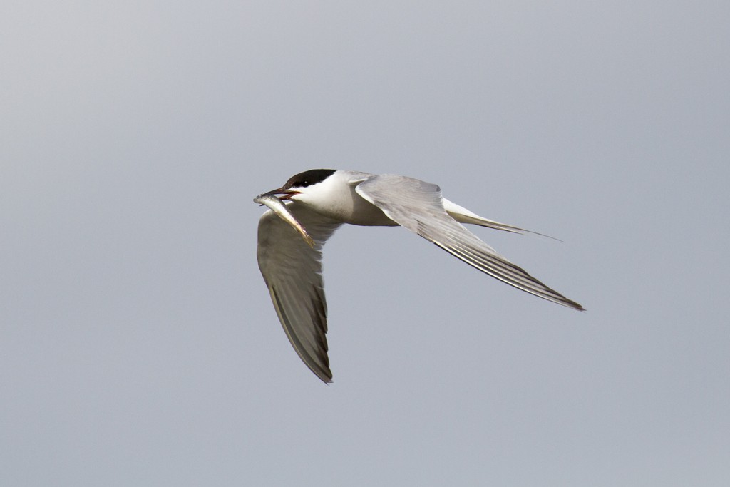 Common Tern (longipennis) - Ric Else