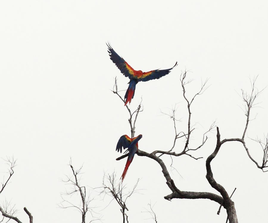 Scarlet Macaw - Tom Murray