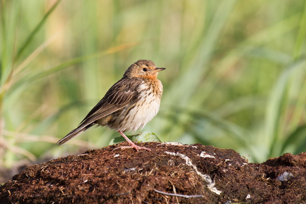 Red-throated Pipit - ML36663691