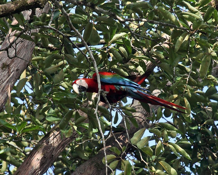 Red-and-green Macaw - ML36663701