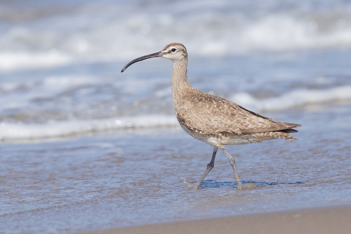 Whimbrel - Will Knowlton