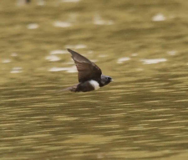 White-banded Swallow - ML36663871