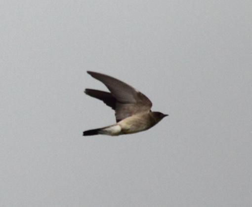 Southern Rough-winged Swallow - Tom Murray
