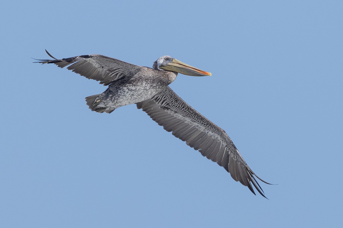 Brown Pelican - Will Knowlton