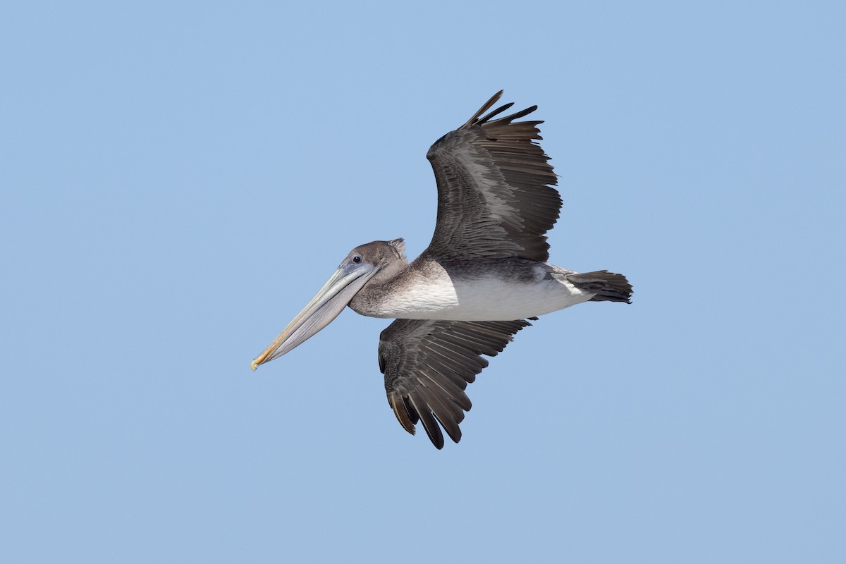 Brown Pelican - Will Knowlton