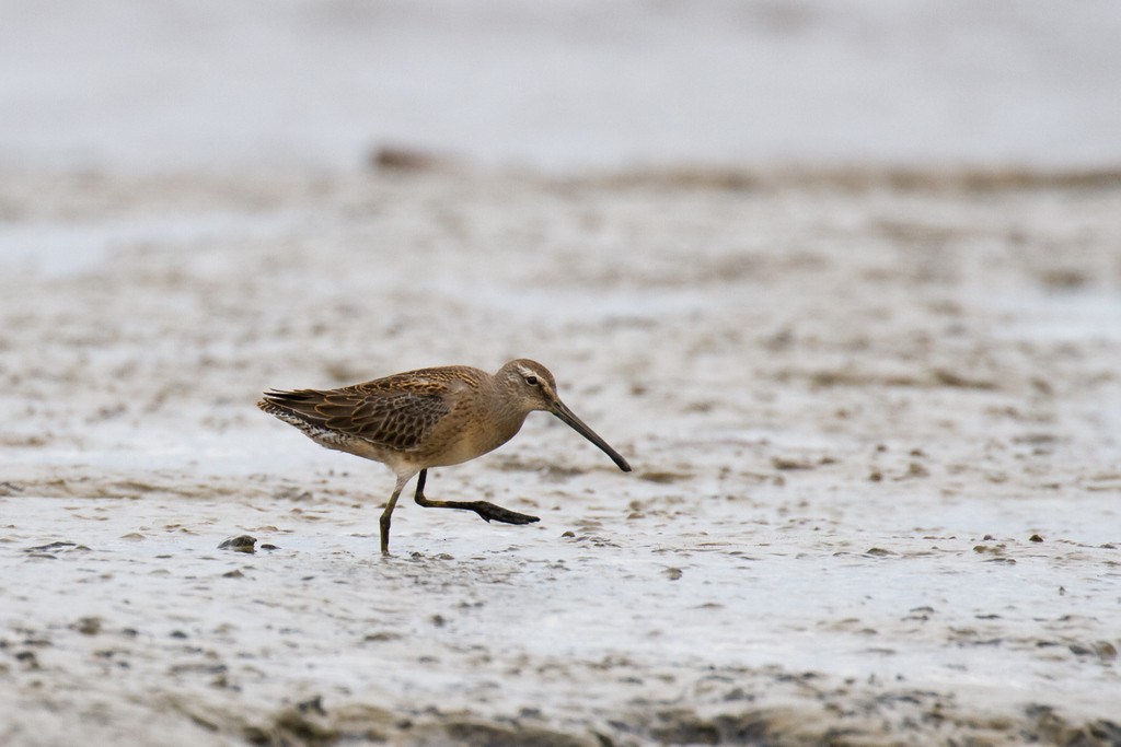 Long-billed Dowitcher - ML36664061