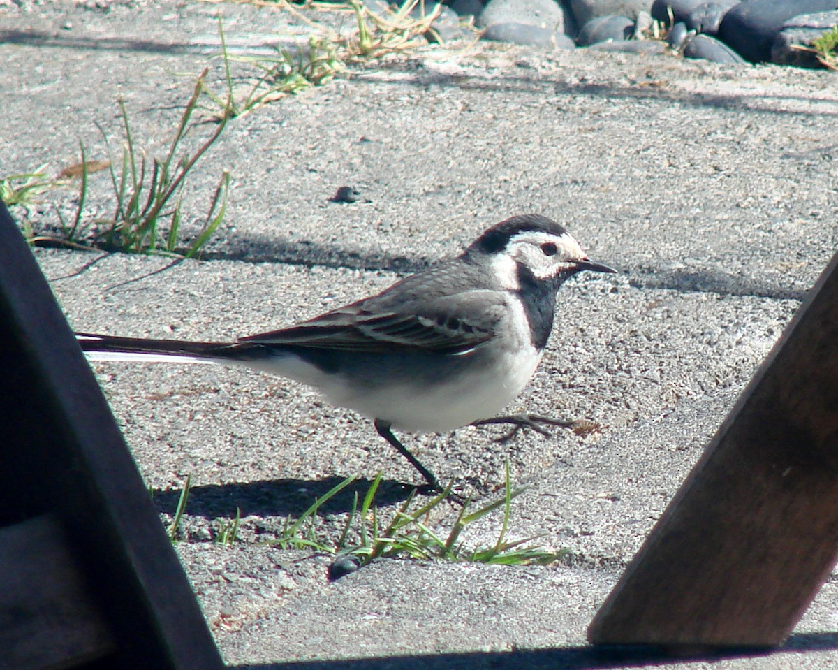 White Wagtail - Pam Campbell