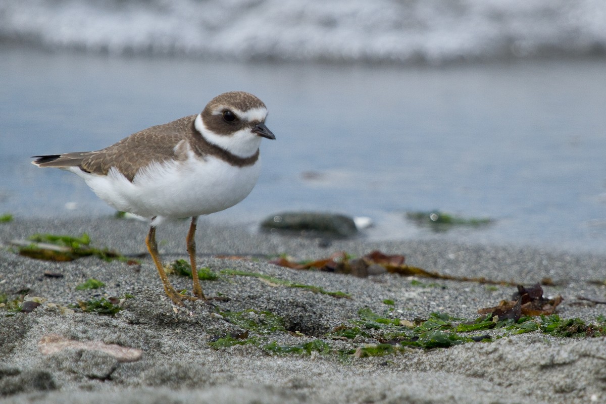 Semipalmated Plover - ML366650641