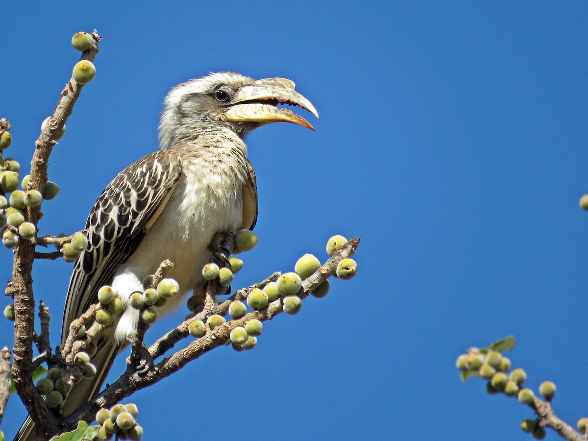 Pale-billed Hornbill - Ken Burton