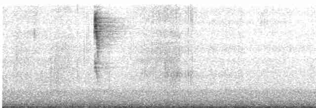 Troglodyte de Baird - ML366656681