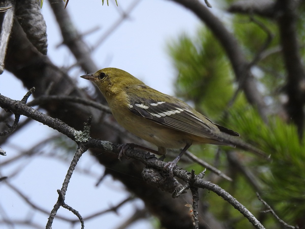 Bay-breasted Warbler - ML366659851