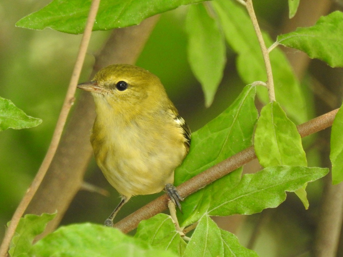 Bay-breasted Warbler - ML366659881