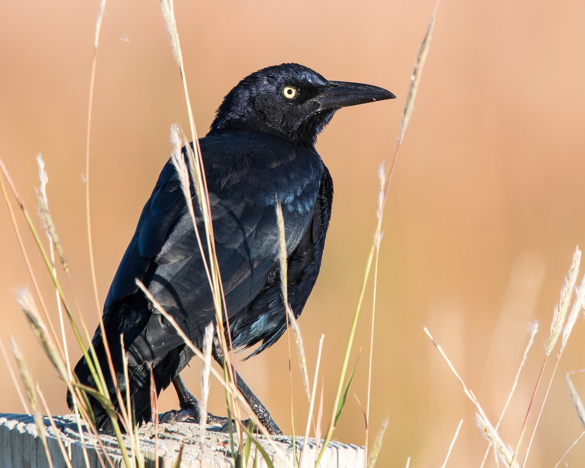 Great-tailed Grackle - Nic Allen