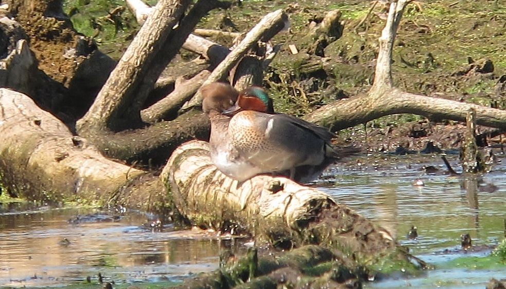 Green-winged Teal - ML36666981