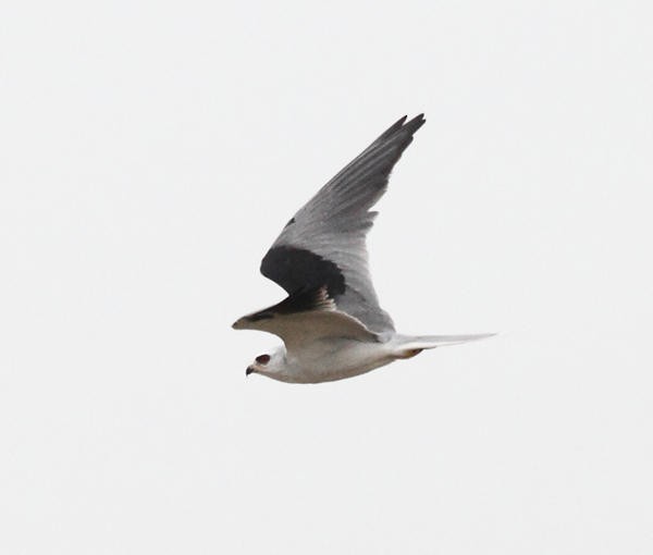 White-tailed Kite - Tom Murray