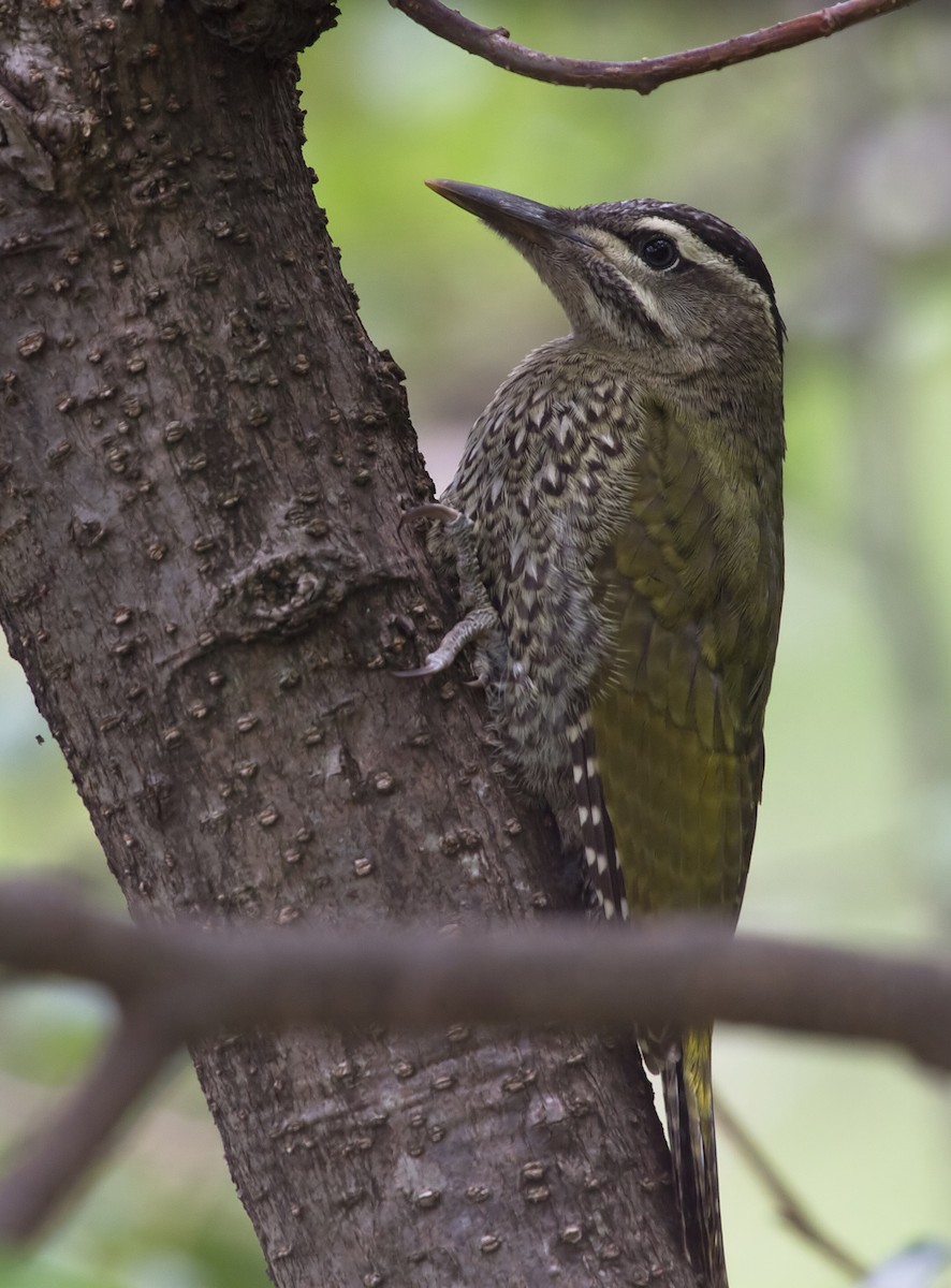 Scaly-bellied Woodpecker - Amol Marathe
