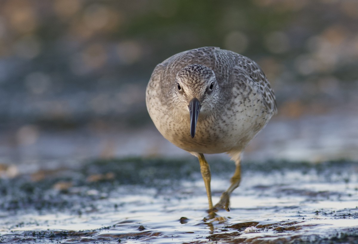 Red Knot - Nathan Dubrow