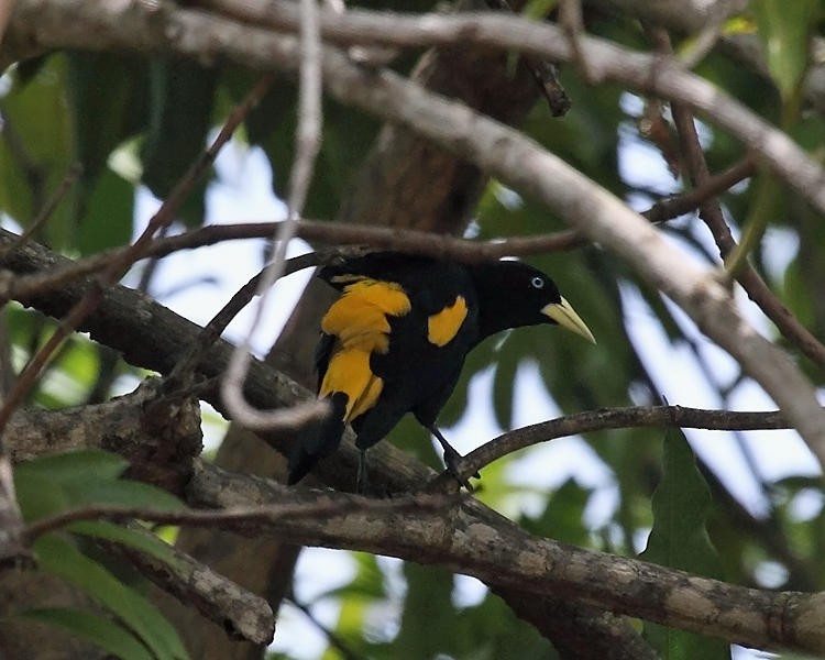 Yellow-rumped Cacique - ML36668031