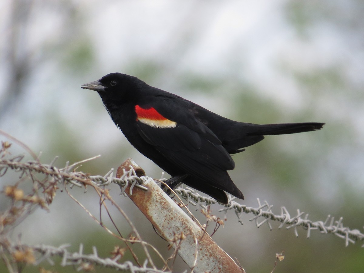 Red-winged Blackbird - ML36668101