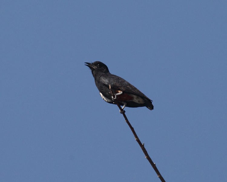 Swallow-winged Puffbird - ML36668371