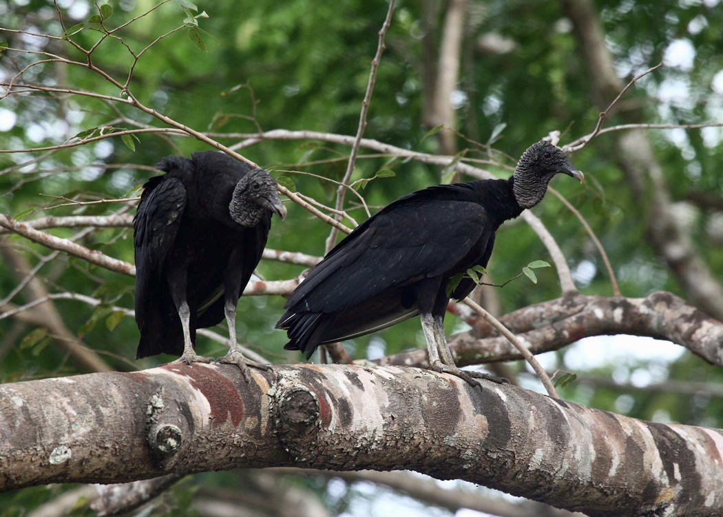 Black Vulture - ML36668531