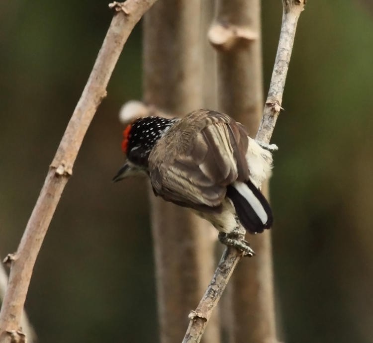 White-bellied Piculet - ML36669011