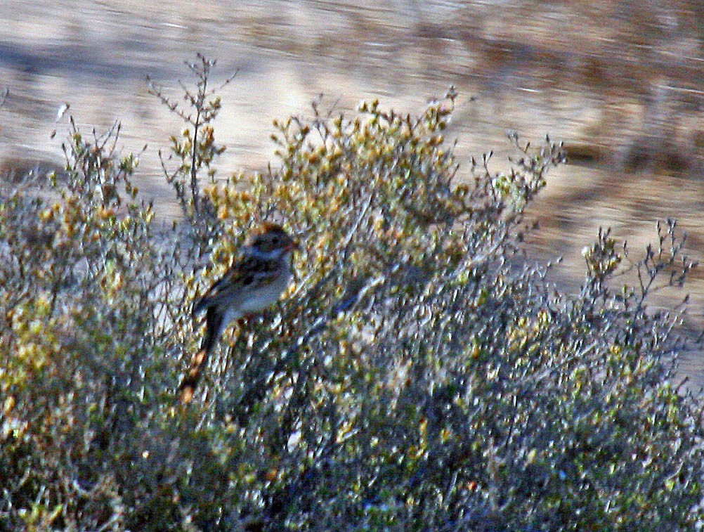 Clay-colored Sparrow - ML36669031