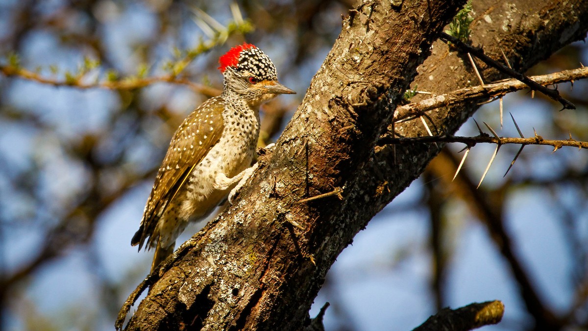 Nubian Woodpecker - ML366690801