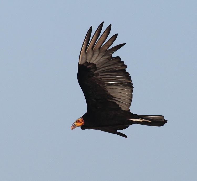 Lesser Yellow-headed Vulture - Tom Murray